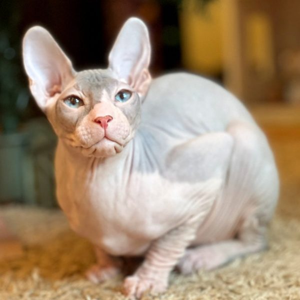 Sphynx Kitten - Loki