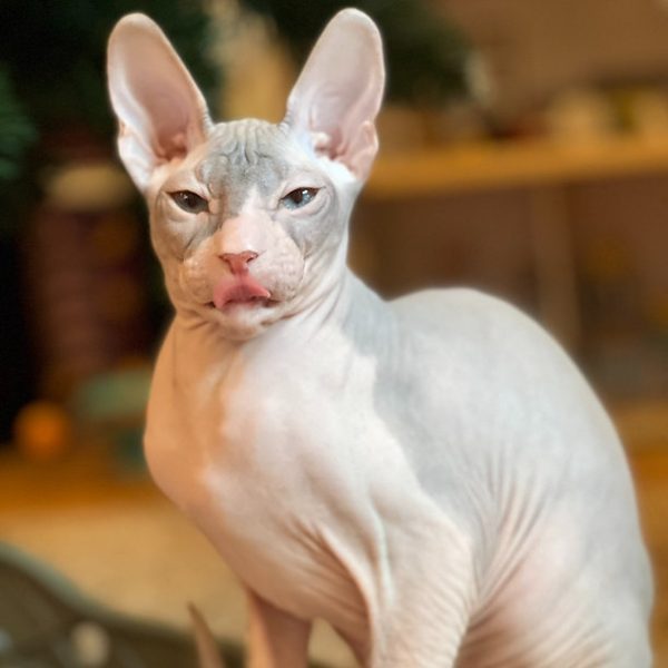 Sphynx Kitten Loki 3