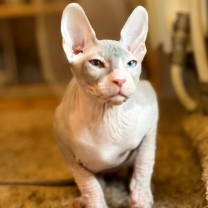 Sphynx Kitten Loki 4