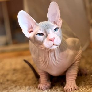 Sphynx Kitten Loki 5