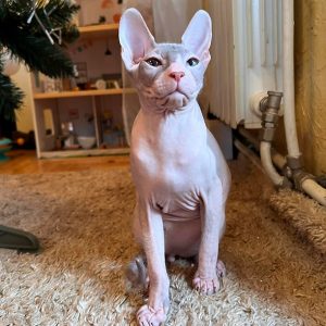 Sphynx Kitten Loki 6