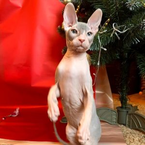 Sphynx Kitten Loki 7