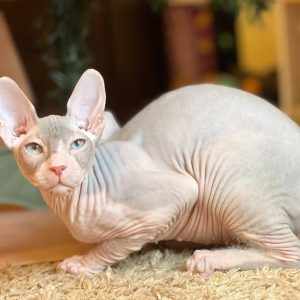 Sphynx Kitten Loki 8