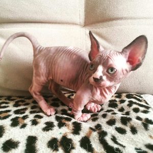 Sphynx Kitten - Lucy