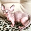 Sphynx Kitten - Lucy