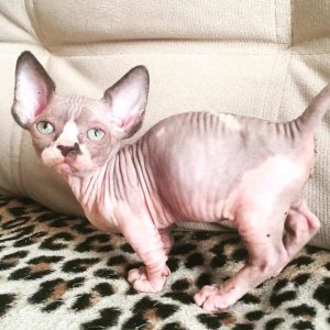 Sphynx Kitten Lucy 2