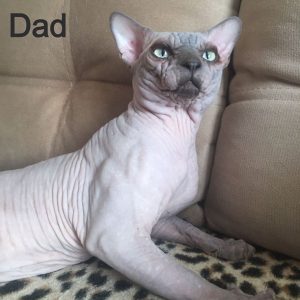 Sphynx Kitten Lucy 4