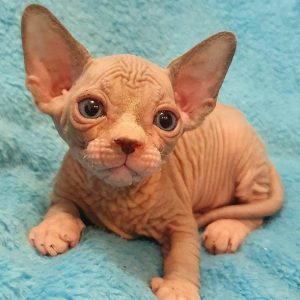 Sphynx Kitten - Milo