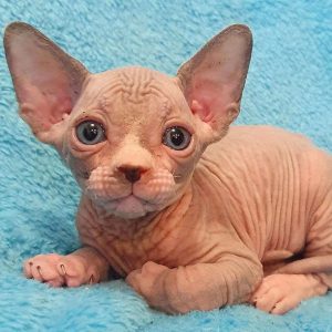 Sphynx Kitten - Milo