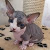 Sphynx Kitten