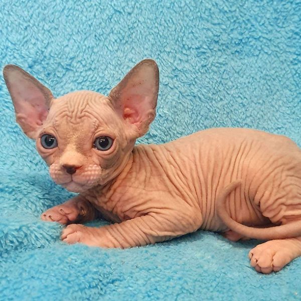 Sphynx Kitten Milo 2