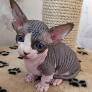 Sphynx Kitten