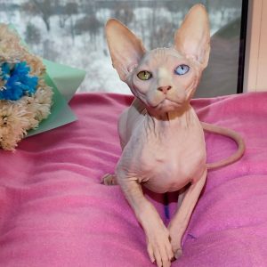 Sphynx Kitten - Oliver