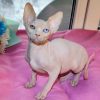 Sphynx Kitten - Oliver