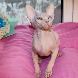 Sphynx Kitten Oliver 2