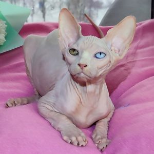 Sphynx Kitten Oliver 3