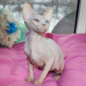 Sphynx Kitten Oliver 4