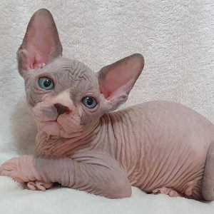 Sphynx Kitten - Simba