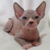 Sphynx Kitten - Simba