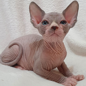 Sphynx Kitten Simba 2