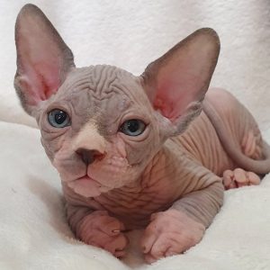 Sphynx Kitten Simba 3