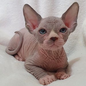 Sphynx Kitten - Simba