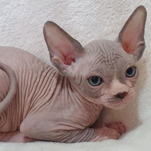 Sphynx Kitten Simba 4