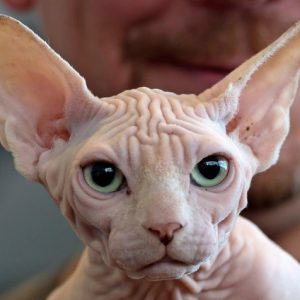 Sphynx Kittens