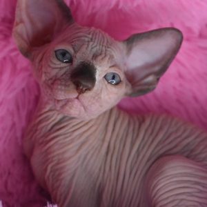 Sphynx kitten - Boots