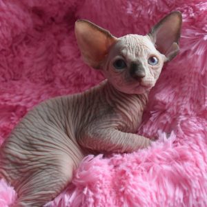 Sphynx kitten Boots 10