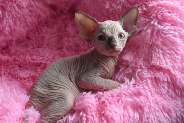 Sphynx kitten Boots 10