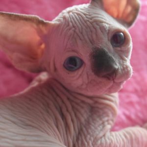 Sphynx kitten Boots 11