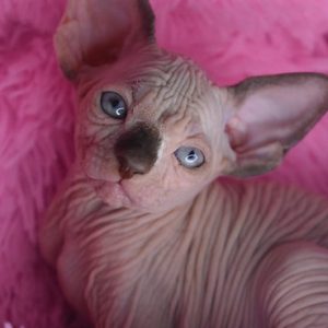 Sphynx kitten Boots 13