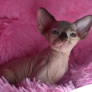 Sphynx kitten Boots 2