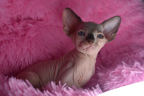 Sphynx kitten Boots 2