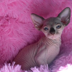 Sphynx kitten - Boots