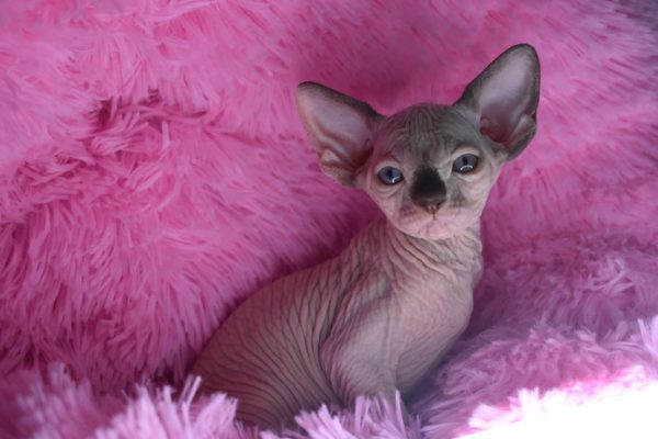 Sphynx kitten - Boots