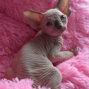 Sphynx kitten - Boots