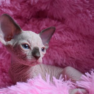 Sphynx kitten Boots 4