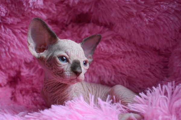 Sphynx kitten Boots 4