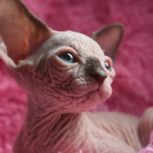 Sphynx kitten Boots 5