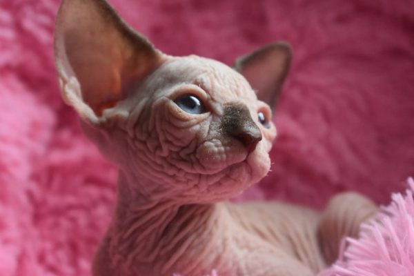 Sphynx kitten Boots 5