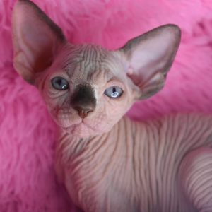 Sphynx kitten Boots 6