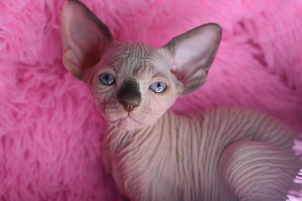 Sphynx kitten Boots 6