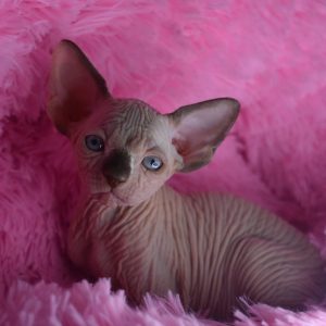 Sphynx kitten Boots 7