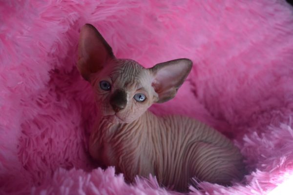 Sphynx kitten Boots 7