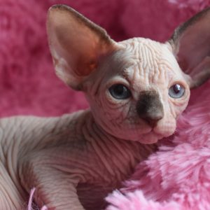 Sphynx kitten Boots 8