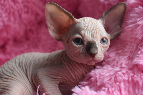 Sphynx kitten Boots 8