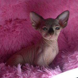 Sphynx kitten Boots 9