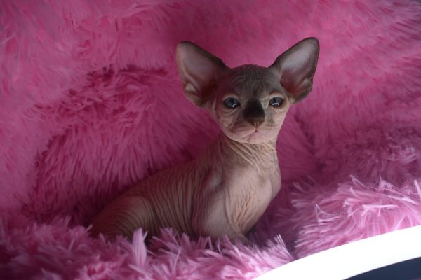 Sphynx kitten Boots 9